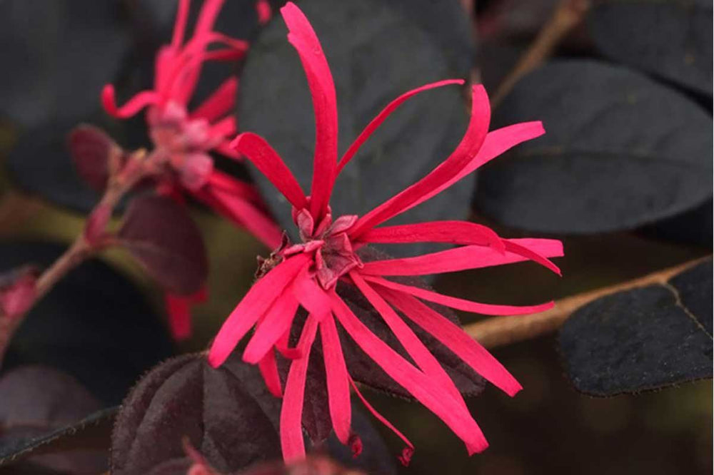 
                  
                    Loropetalum ‘black pearl’®
                  
                