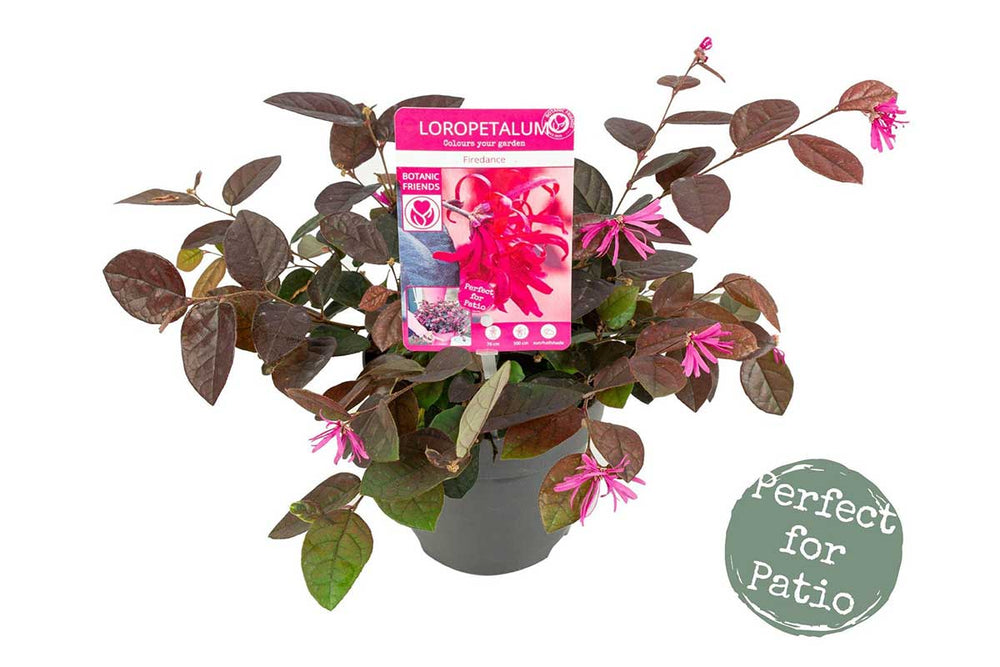 
                  
                    Loropetalum ‘fire dance’®
                  
                