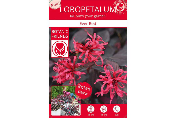 Loropetalum ‘ever red’®