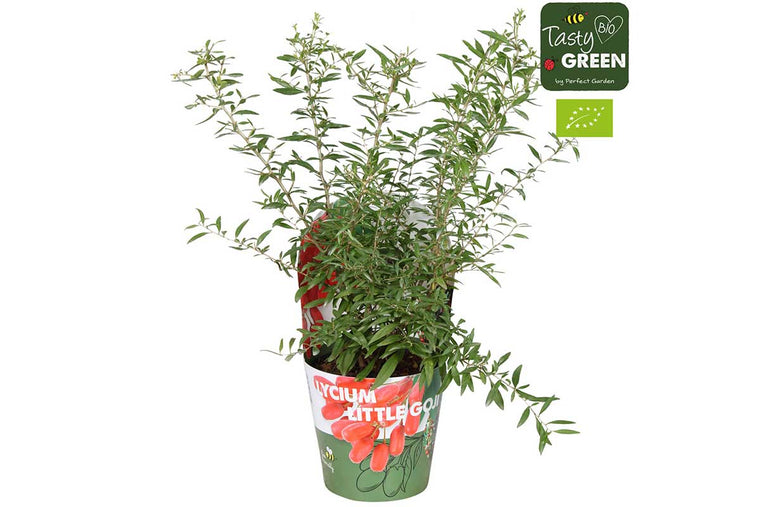 Lycium 'Little Goji'® bio 14cm