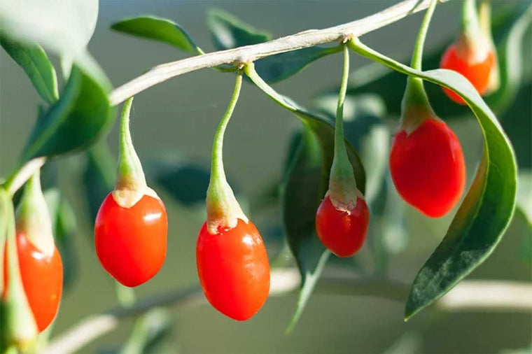 Lycium 'Little Goji'® bio