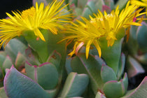 
                  
                    Machairophyllum brevifolium
                  
                