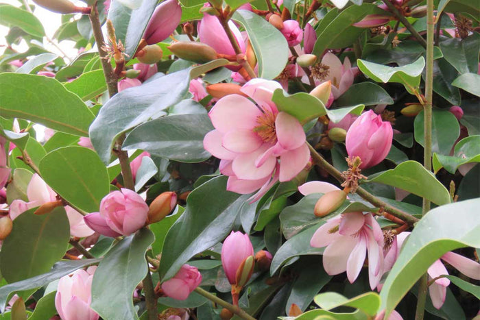 Magnolia 'Fairy Blush'®