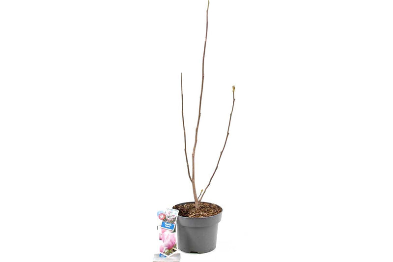 Magnolia 'Cameo'® 23cm
