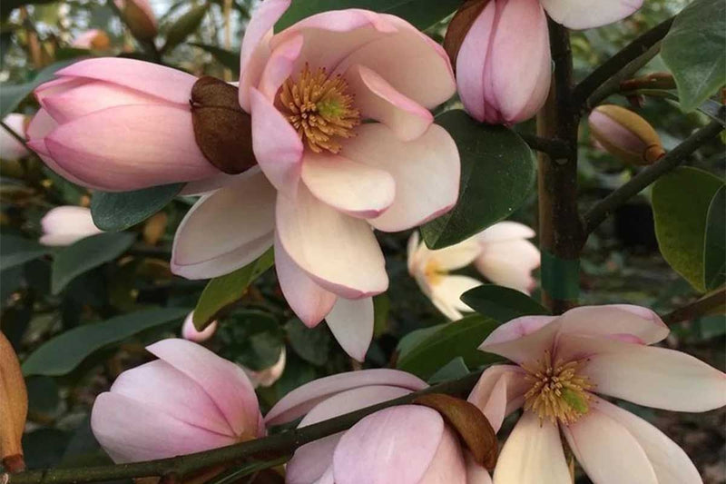 Magnolia 'Fairy Blush'®