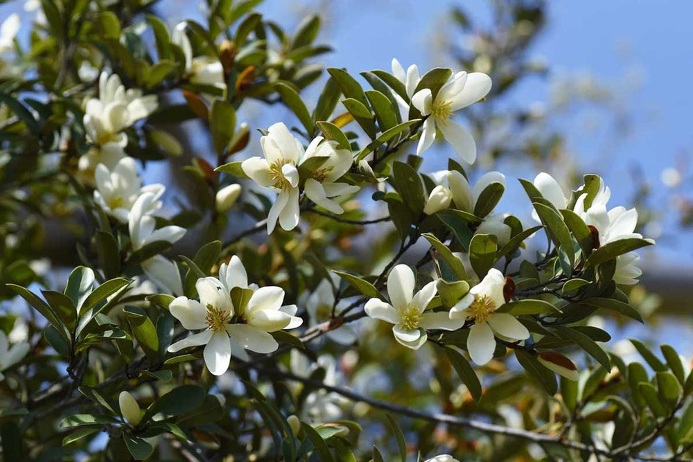 
                  
                    Magnolia 'Fairy Cream'®
                  
                