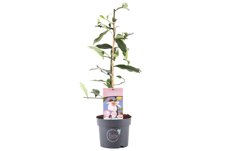 Magnolia 'Fairy Blush'® 19cm