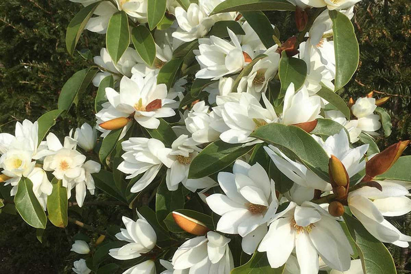 Magnolia 'Fairy White'® 