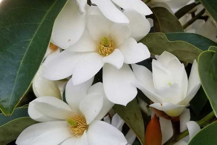 Magnolia 'Fairy White'® 