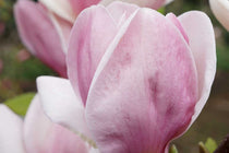 
                  
                    Magnolia 'Cameo'®
                  
                