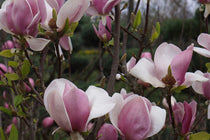 
                  
                    Magnolia 'Cameo'®
                  
                