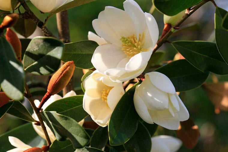 Magnolia 'Fairy Honey Velvet'® 13cm