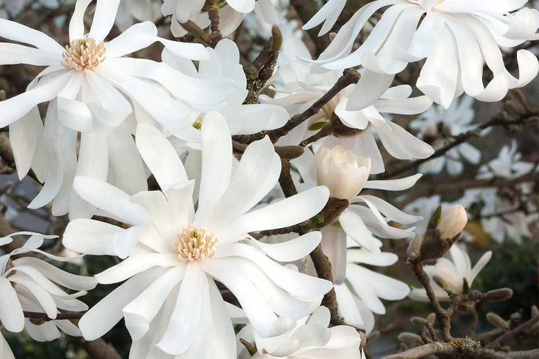 Magnolia 'Royal Star'