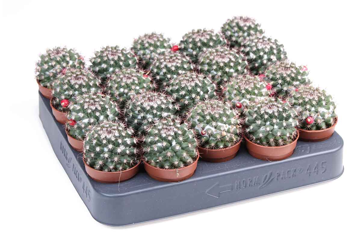 Mammillaria ibrida 5.5cm