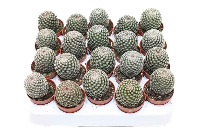 Mammillaria matudae 5.5cm