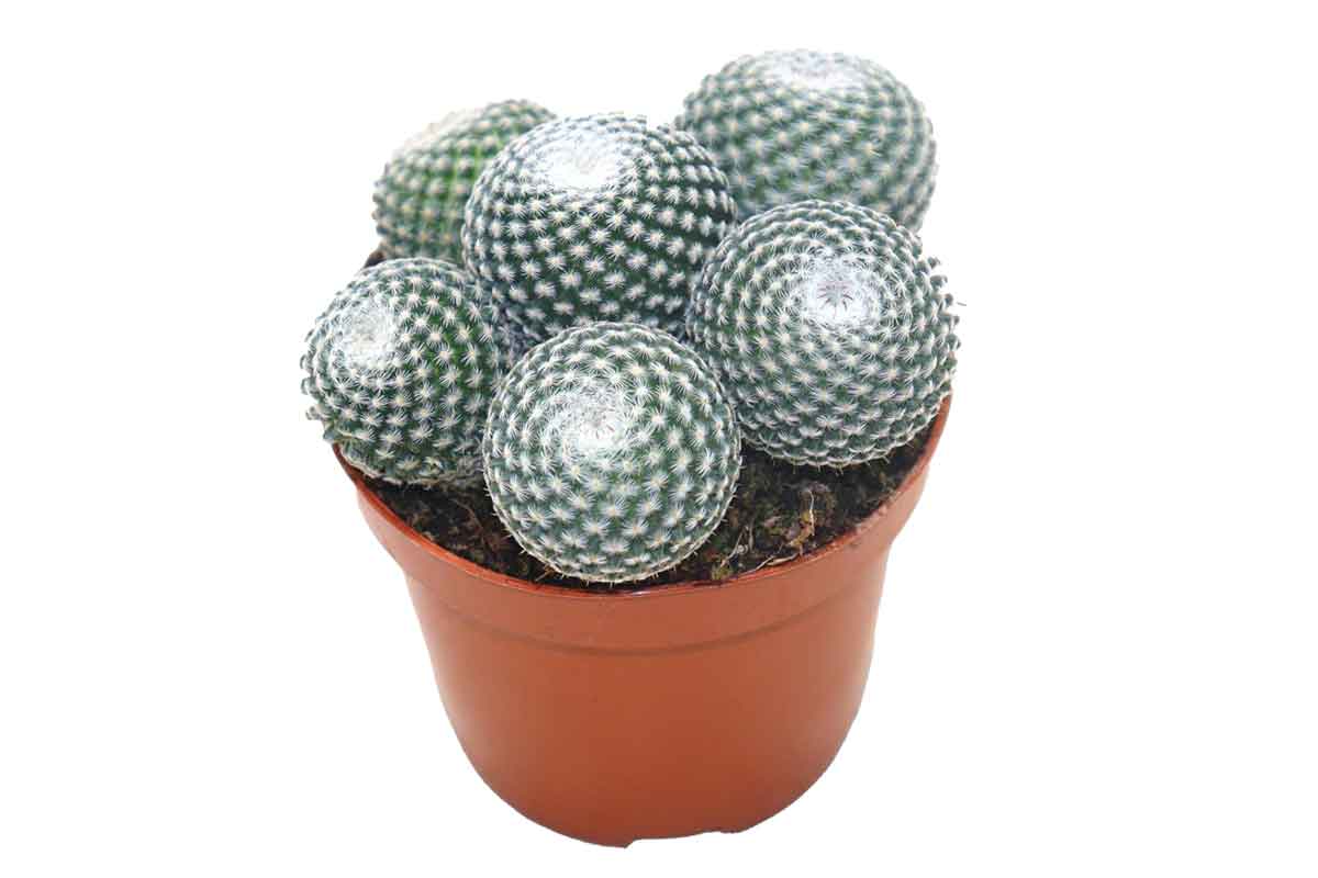 Mammillaria perbella (group) 8.5cm