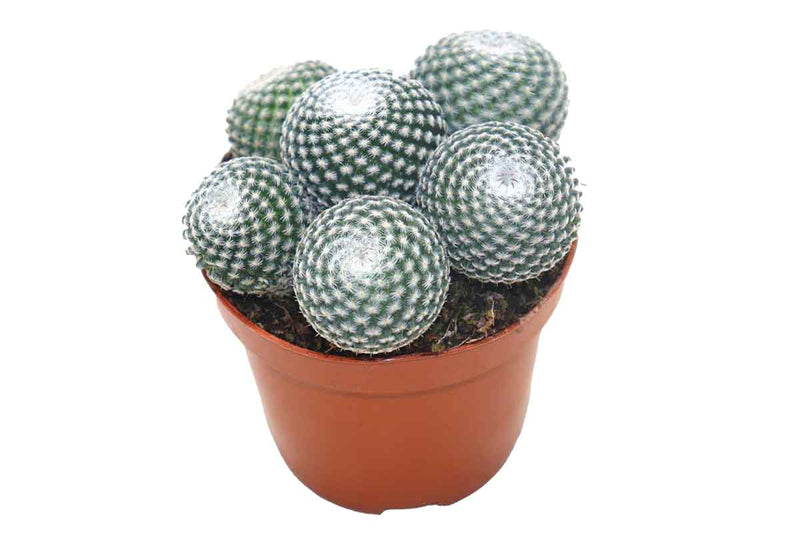 Mammillaria perbella (group) 8.5cm