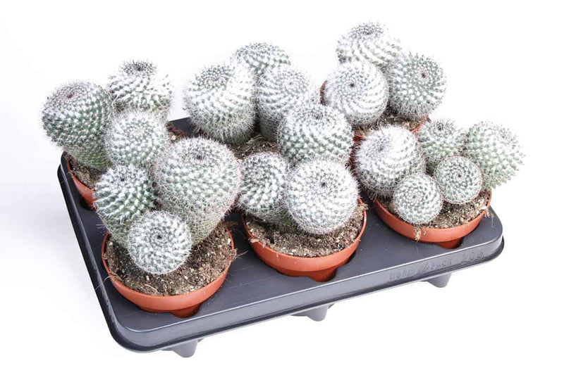 Mammillaria klissingiana 12cm