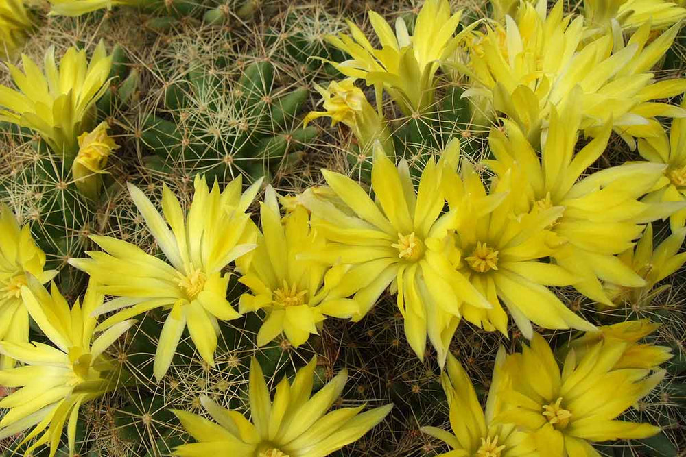 
                  
                    Mammillaria longimamma
                  
                