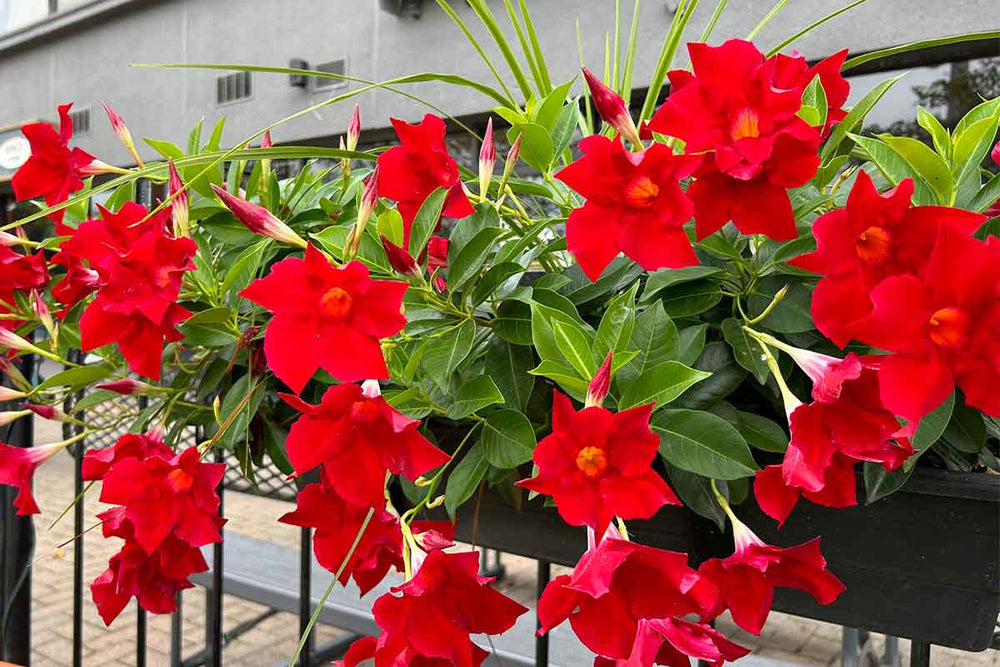 
                  
                    Mandevilla Rio® 'deep red' 
                  
                