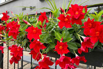 
                  
                    Mandevilla Rio® 'deep red' 
                  
                