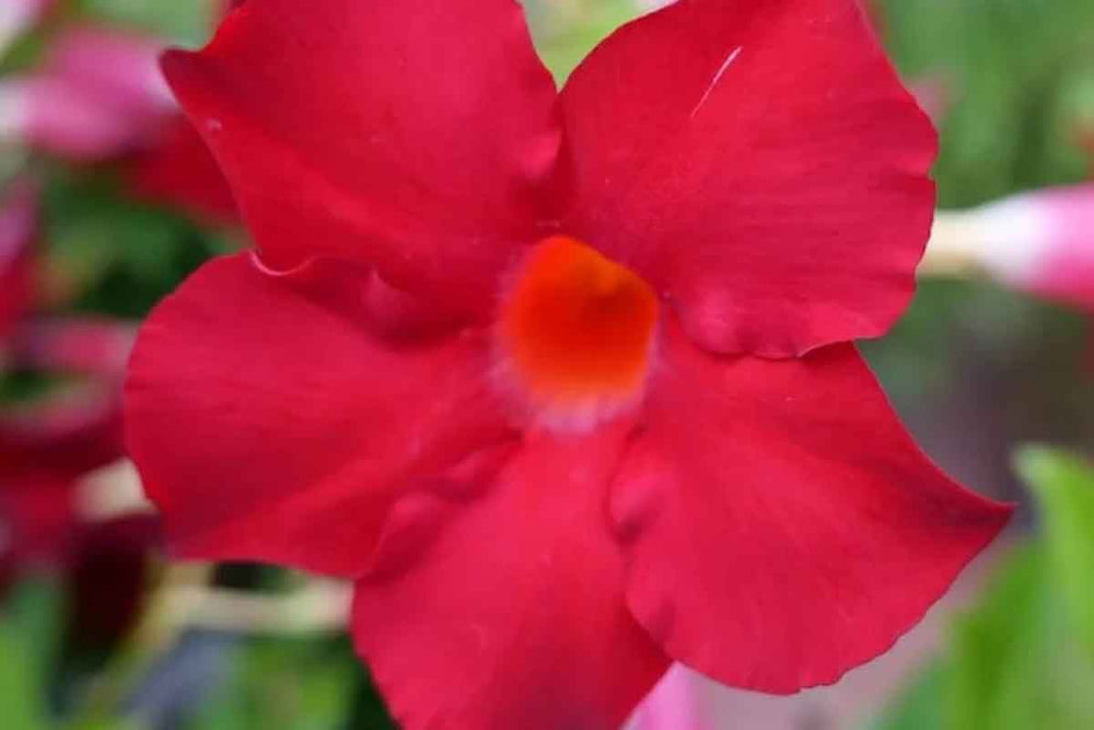 
                  
                    Mandevilla Rio® 'deep red' 
                  
                