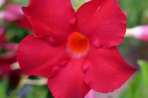 
                  
                    Mandevilla Rio® 'deep red' 
                  
                