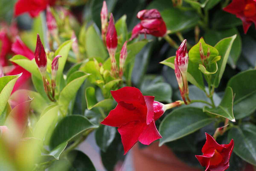 
                  
                    Mandevilla Rio® 'deep red' 
                  
                