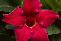 
                  
                    Mandevilla Rio® 'petite red'
                  
                