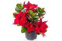 
                  
                    Mandevilla Rio® 'petite red'
                  
                