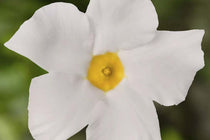 
                  
                    Mandevilla Rio® 'white' 
                  
                