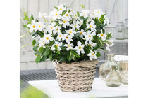 
                  
                    Mandevilla Rio® 'white' 
                  
                