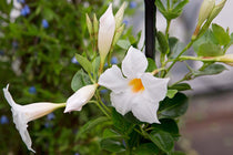 
                  
                    Mandevilla Rio® 'white'
                  
                