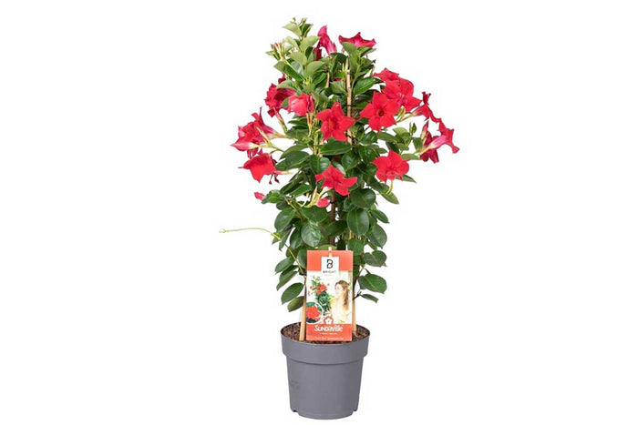 Mandevilla sundaville® 'red' 19cm