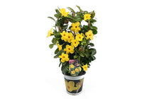 
                  
                    Dipladenia Diamantina® opale 'citrine' - Διπλαδένια κίτρινη
                  
                