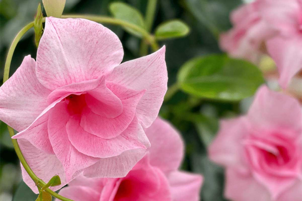 
                  
                    Mandevilla® 'double blush pink' 15cm
                  
                