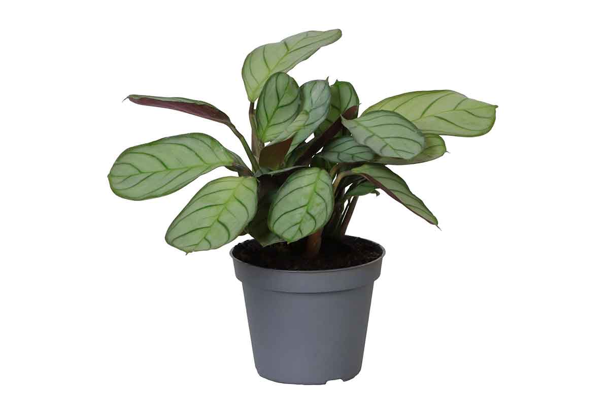 Maranta 'Amabilis Amagris'® 6cm