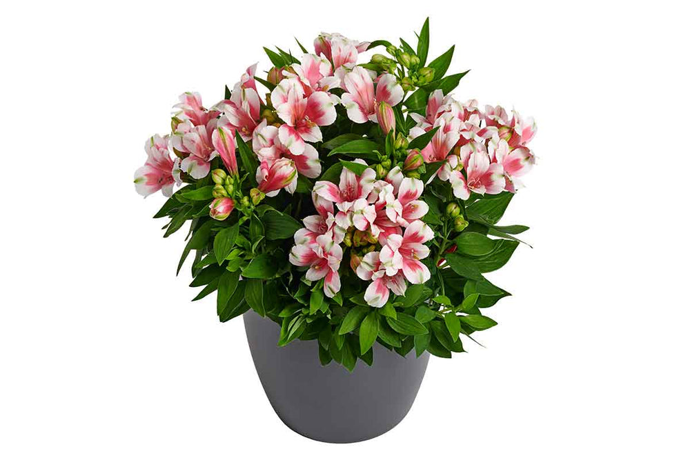 
                  
                    Alstroemeria® 'Maya' 
                  
                