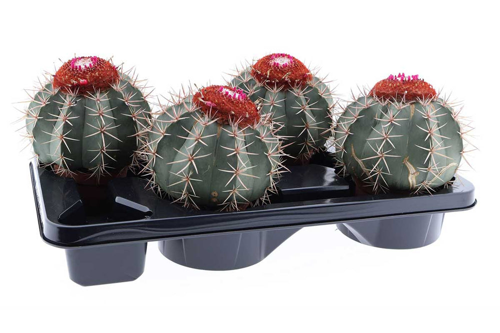 Melocactus bahiensis ()  , , 10.5  | Greenleaf   Greenleaf Garden Center