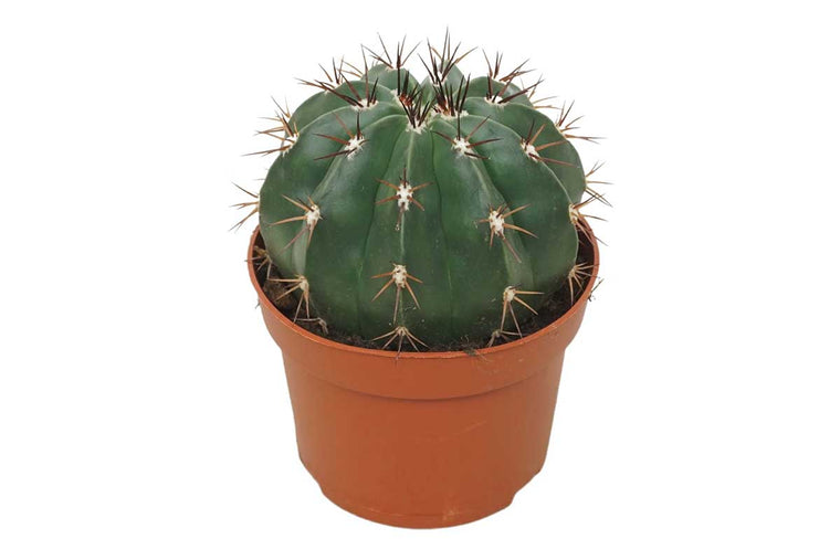 Melocactus maxonii (without cephlalium) 13cm