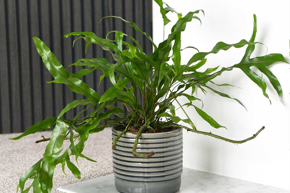 
                  
                    Microsorum diversifolium
                  
                