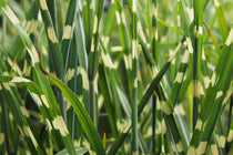 
                  
                    Miscanthus sinensis 'Strictus
                  
                
