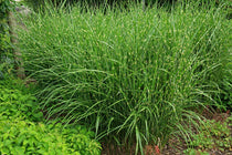 
                  
                    Miscanthus sinensis 'Strictus
                  
                