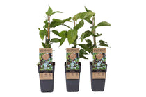 
                  
                    Morus 'Mojo Berry'® 15cm
                  
                