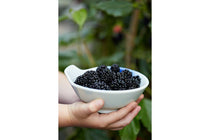 
                  
                    Morus 'Mojo Berry'® 19cm
                  
                