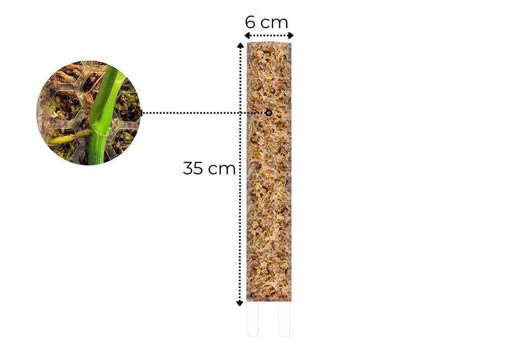 
                  
                    Moss Pole medium
                  
                