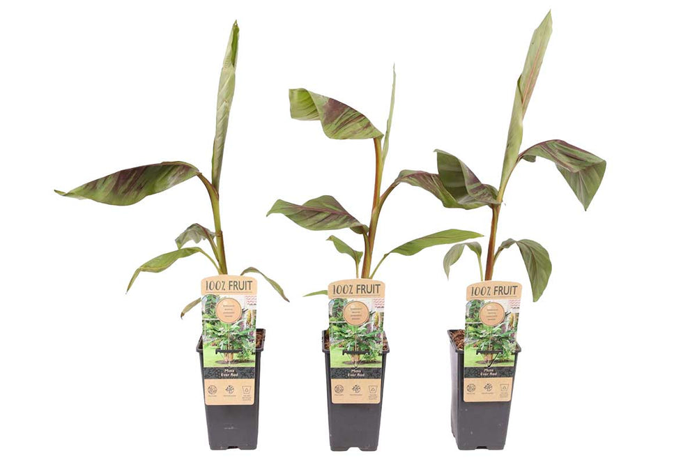 
                  
                    Musa 'Ever Red'

                  
                