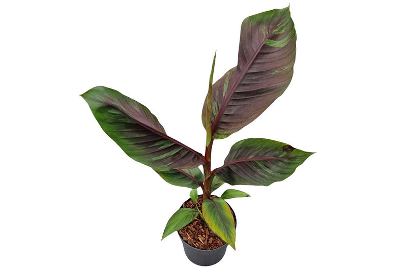 Musa 'Ever Red'® 19cm