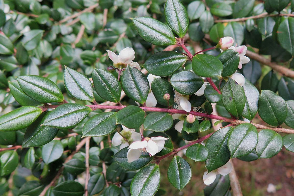 
                  
                    Myrtus luma 
                  
                