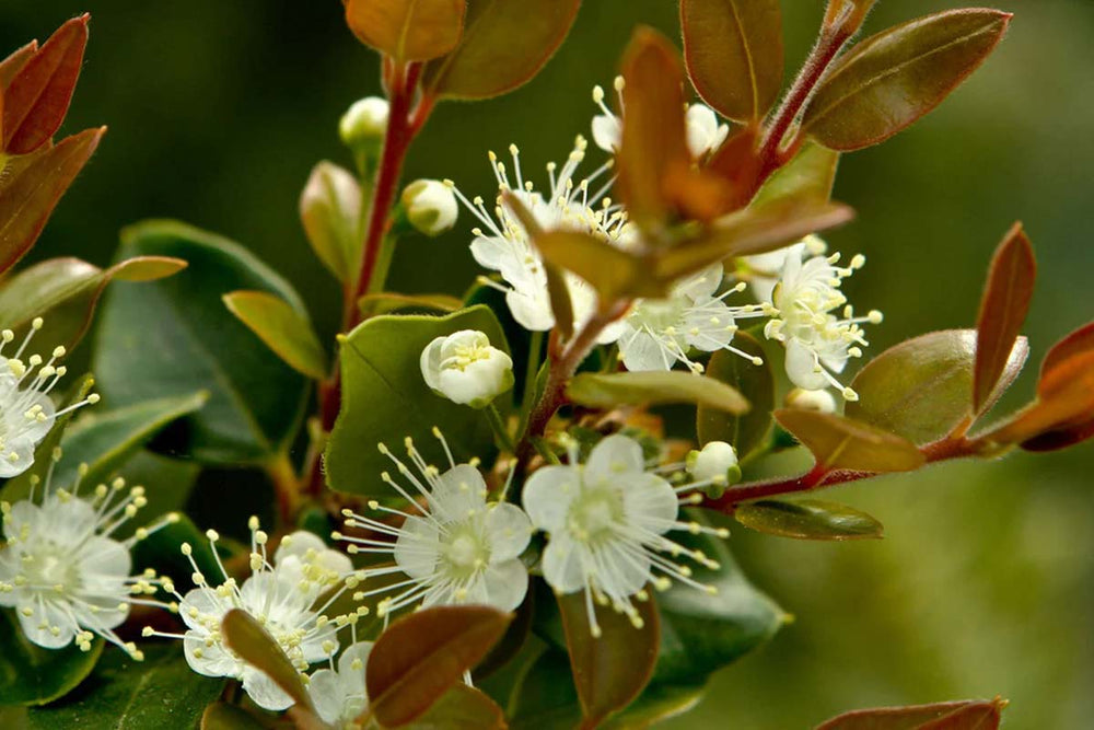 
                  
                    Myrtus luma 
                  
                